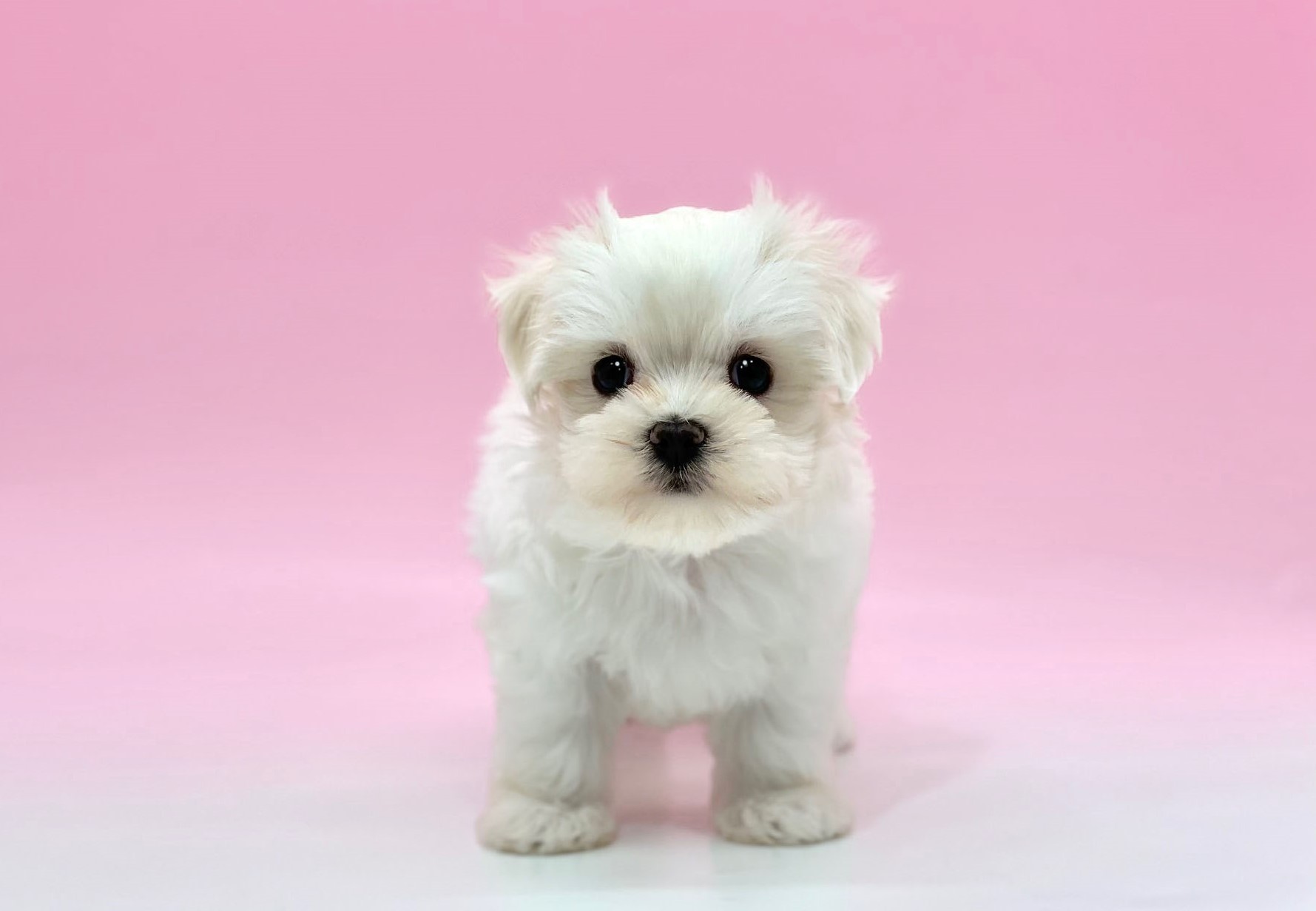 ペットショップジョーカー 子犬・子猫の販売