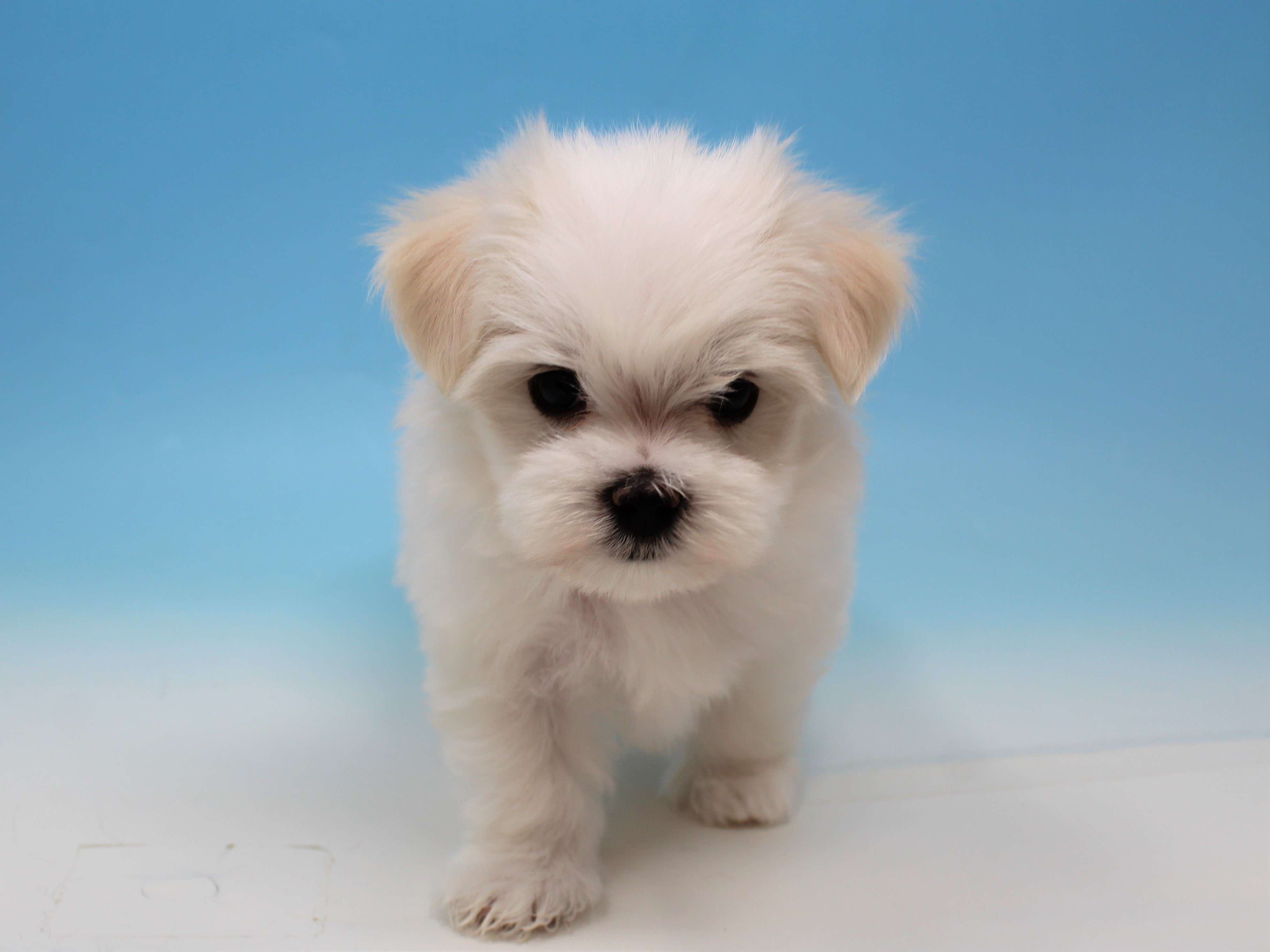 ペットショップジョーカー 子犬・子猫の販売